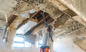 Best Comprehensive Air Testing for Mold Contaminants  in Melrose Park, IL